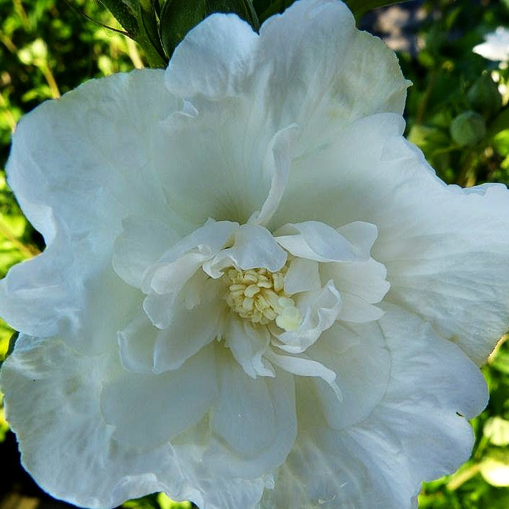 Strauch-Eibisch 'White Chiffon' (Hibiscus syriacus)