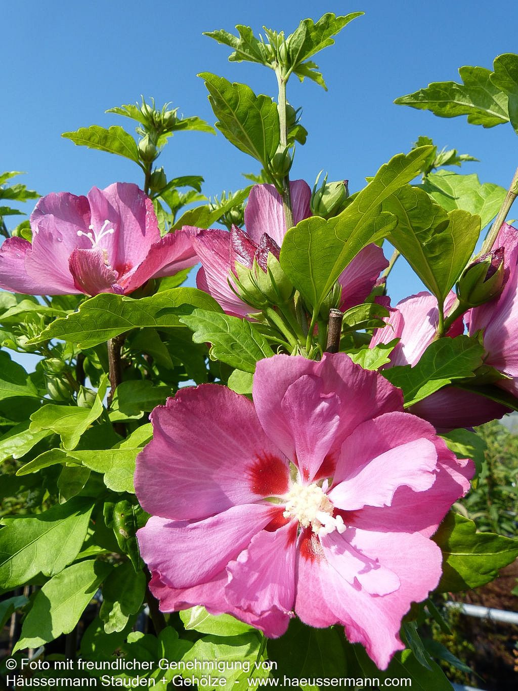 Strauch-Eibisch 'Woodbridge' (Hibiscus syriacus)