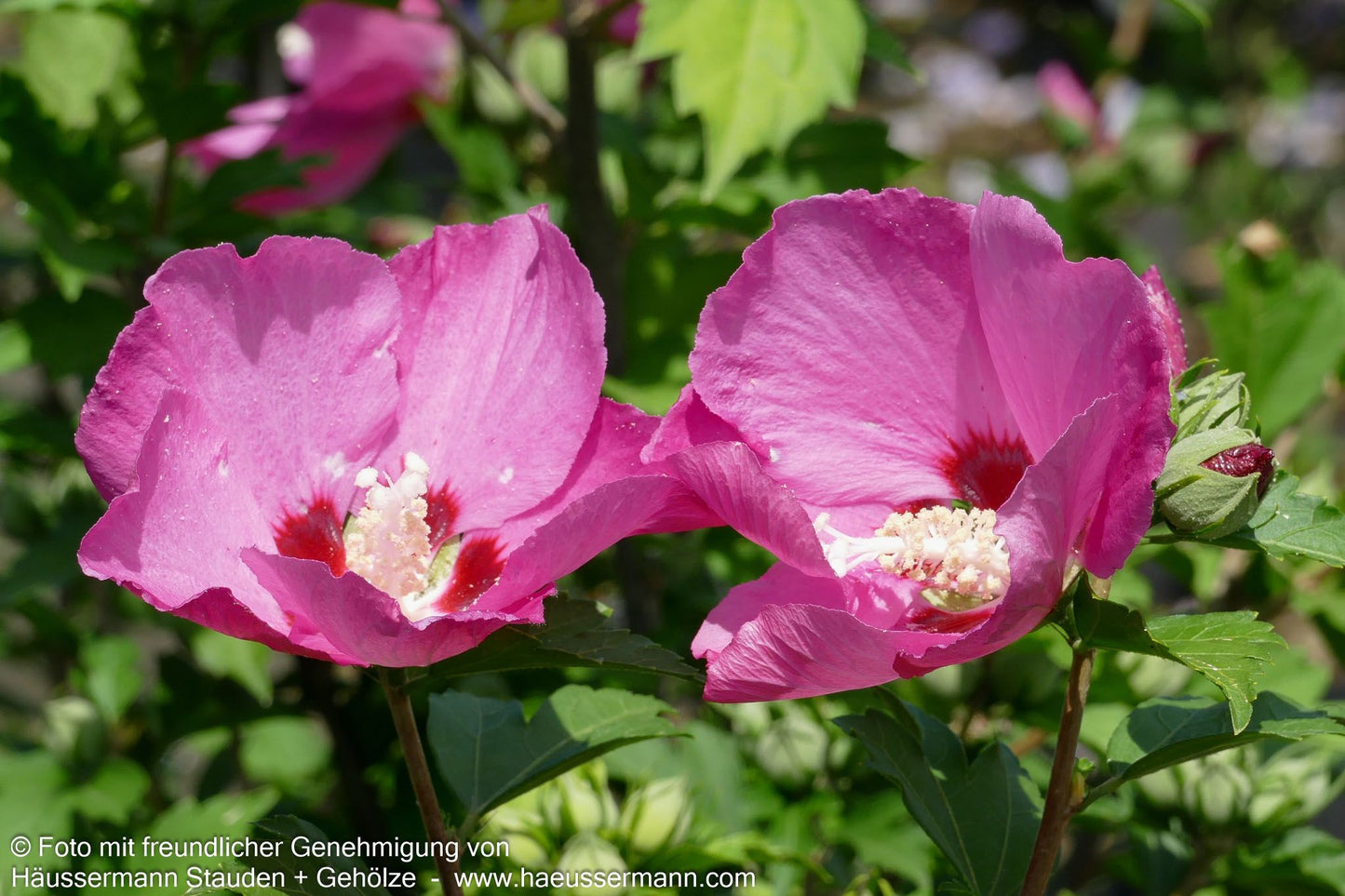 Strauch-Eibisch 'Woodbridge' (Hibiscus syriacus)