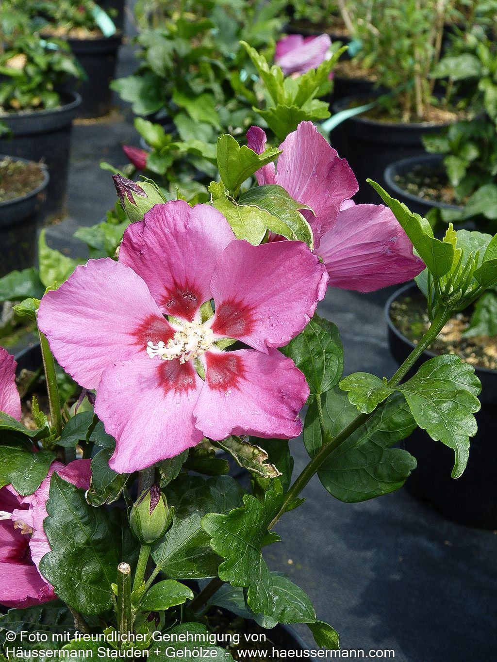 Strauch-Eibisch 'Woodbridge' (Hibiscus syriacus)