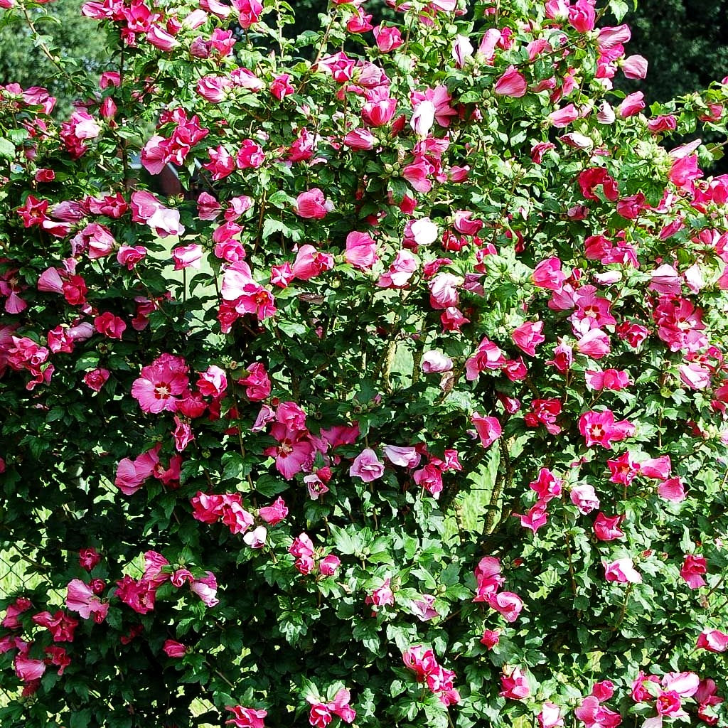 Strauch-Eibisch 'Woodbridge' (Hibiscus syriacus)