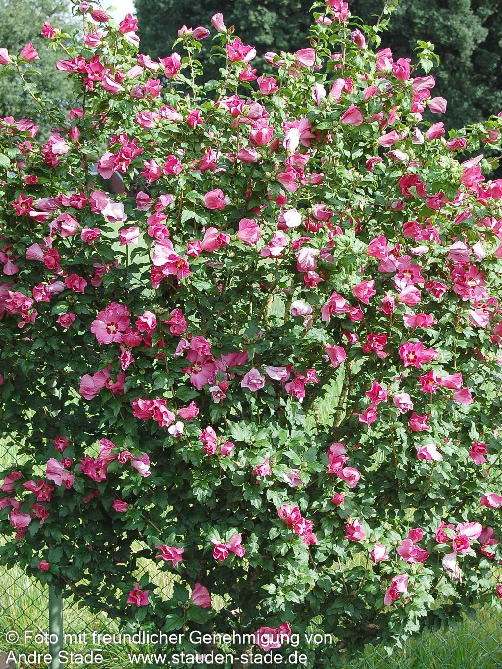Strauch-Eibisch 'Woodbridge' (Hibiscus syriacus)