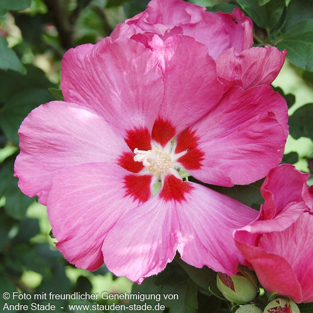 Strauch-Eibisch 'Woodbridge' (Hibiscus syriacus)