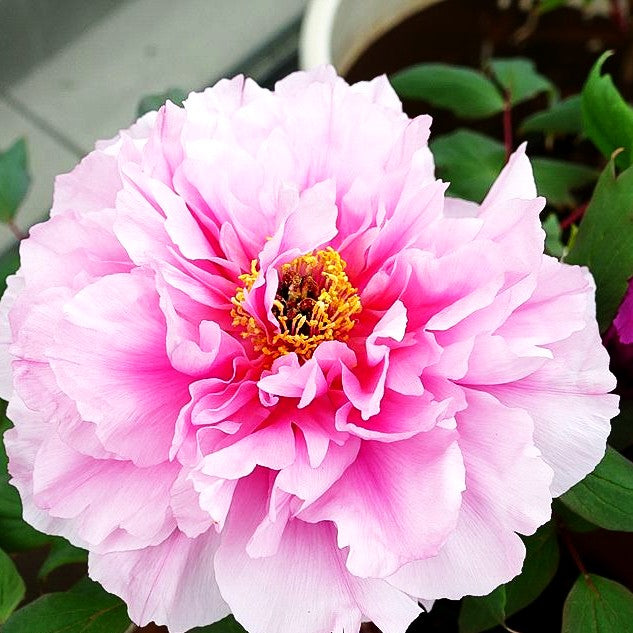 Strauch-Pfingstrose (Paeonia suffruticosa, rosa)