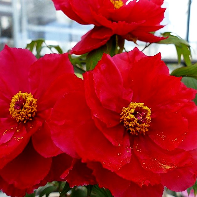 Strauch-Pfingstrose (Paeonia suffruticosa, rot)