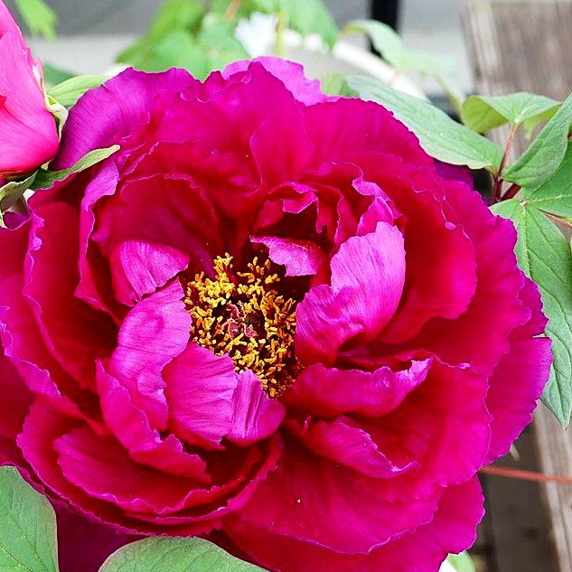 Strauch-Pfingstrose (Paeonia suffruticosa, violett)