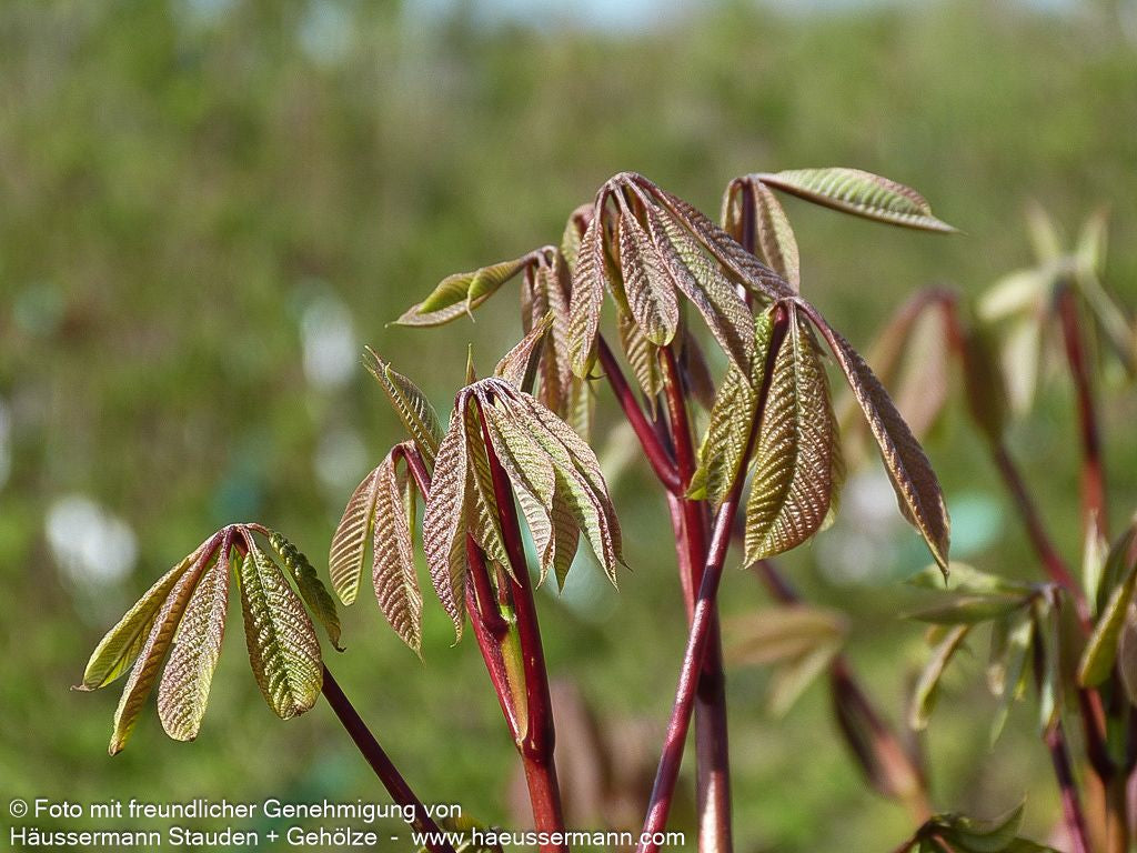 Strauch-Rosskastanie (Aesculus parviflora)