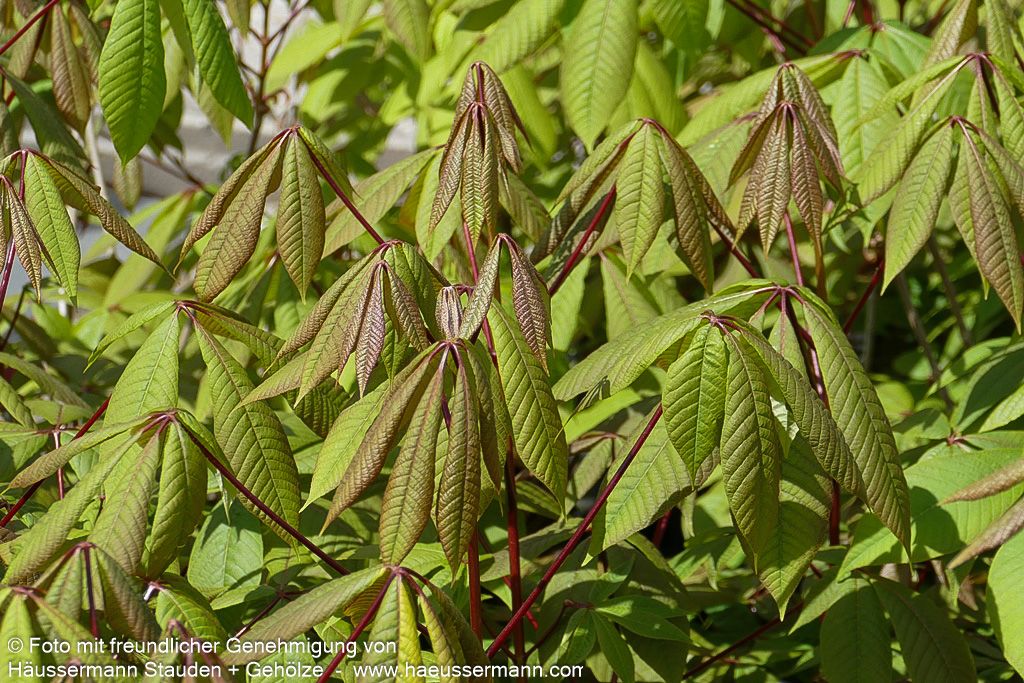 Strauch-Rosskastanie (Aesculus parviflora)