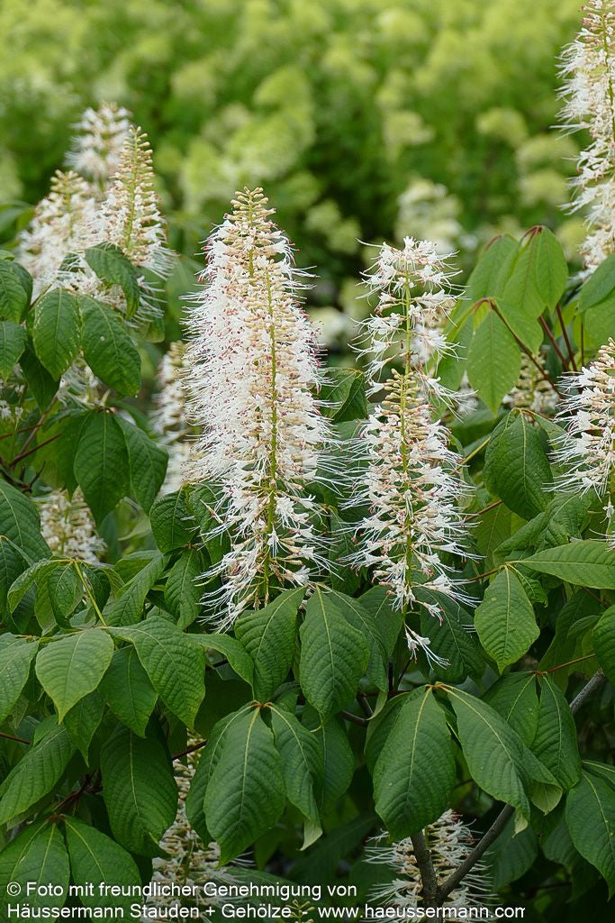 Strauch-Rosskastanie (Aesculus parviflora)