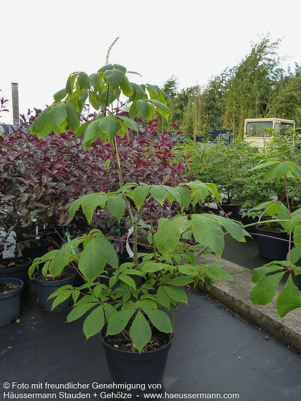 Strauch-Rosskastanie (Aesculus parviflora)