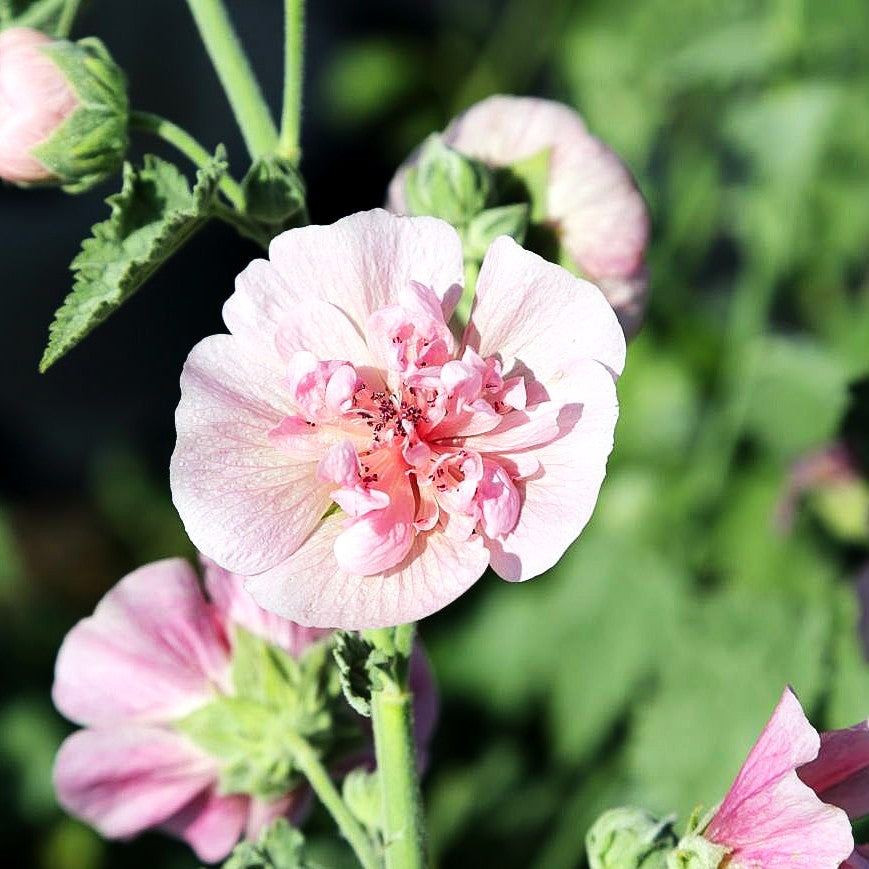 Strauch-Stockrose 'Parkfrieden' (Alcalthaea suffrutescens)