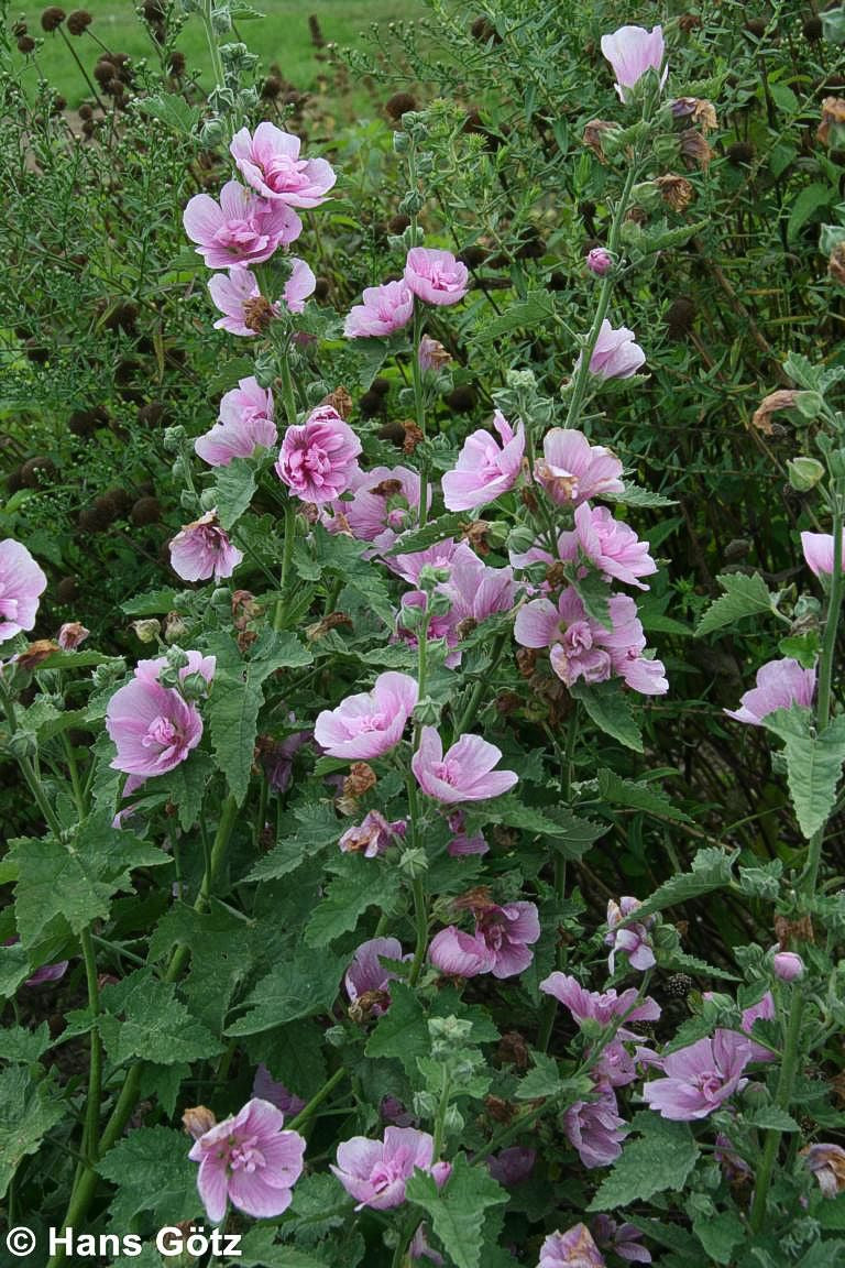 Strauch-Stockrose 'Parkrondell' (Alcalthaea (X) suffrutescens)