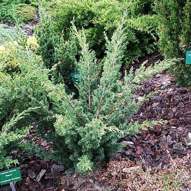 Strauch-Wacholder 'Blaauw' (Juniperus chin.)