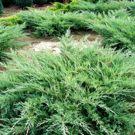 Strauch-Wacholder 'Hetzii' (Juniperus media)