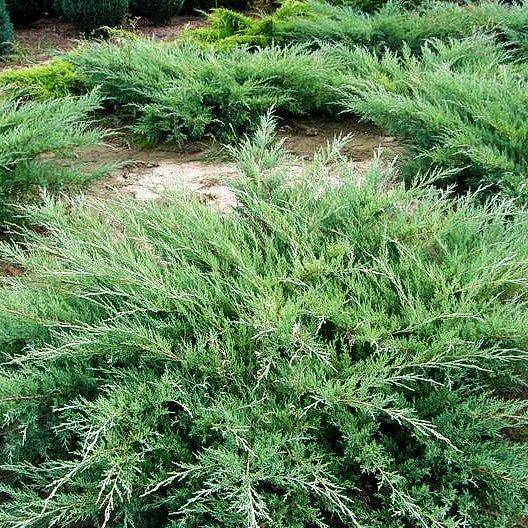 Strauch-Wacholder 'Hetzii' (Juniperus media)