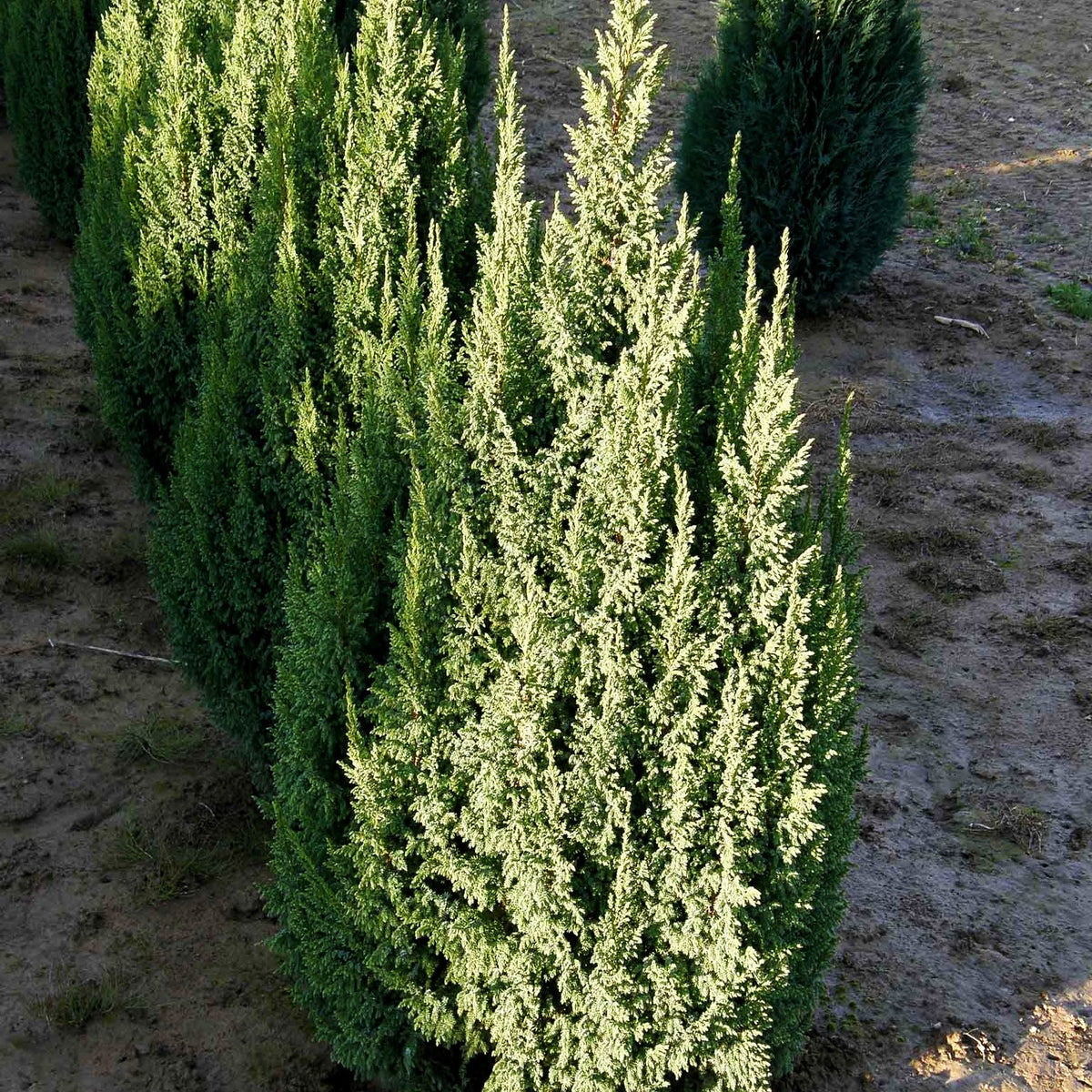 Strauch-Wacholder 'Loderi' (Juniperus squamata)