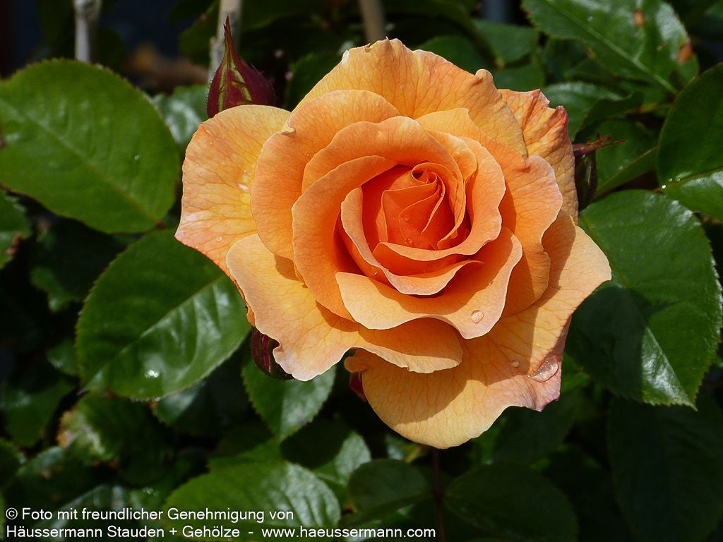Strauchrose 'Arabia'  -R- 'Arabia' (Rosa  STR IV)