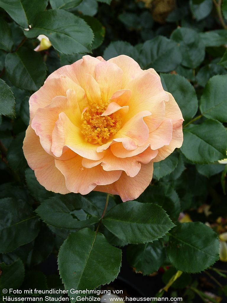 Strauchrose 'Arabia'  -R- 'Arabia' (Rosa  STR IV)