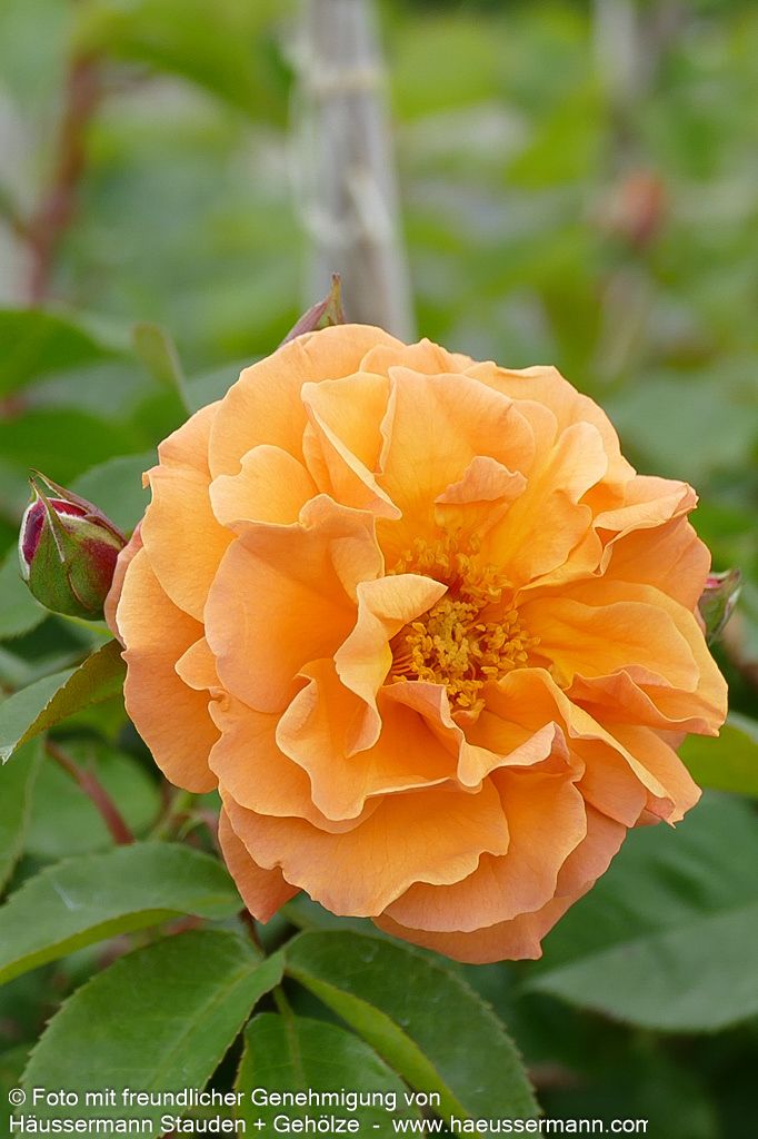 Strauchrose 'Arabia'  -R- 'Arabia' (Rosa  STR IV)