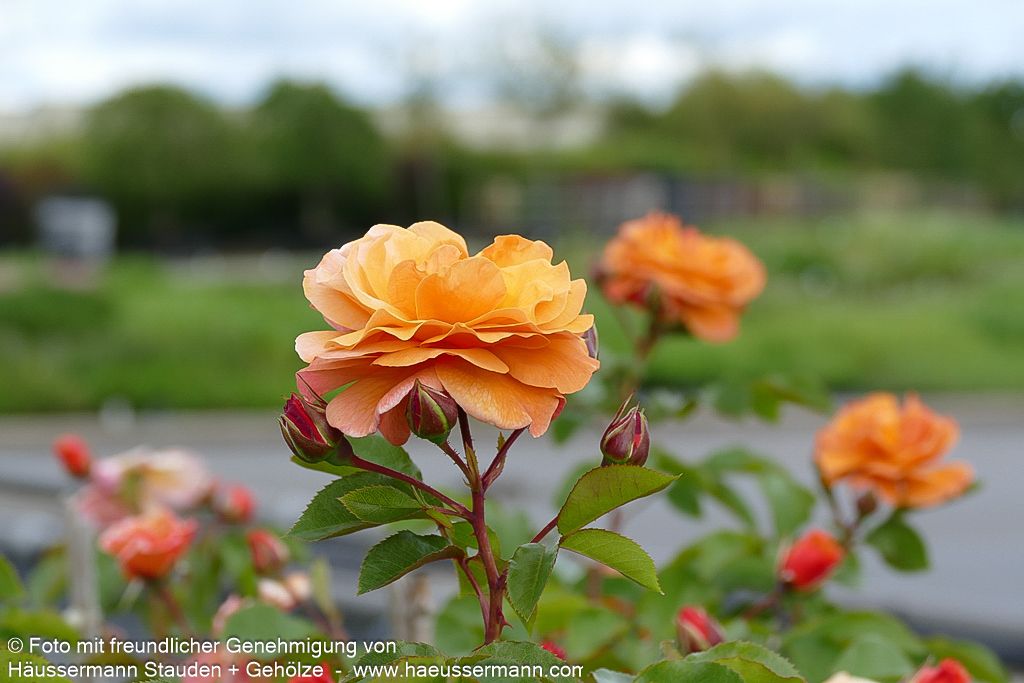 Strauchrose 'Arabia'  -R- 'Arabia' (Rosa  STR IV)