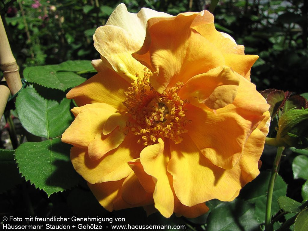 Strauchrose 'Arabia'  -R- 'Arabia' (Rosa  STR IV)