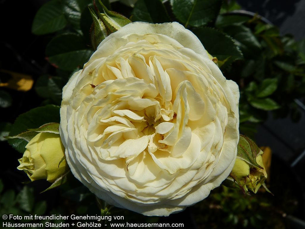Strauchrose 'Artemis'  -R- 'Artemis' (Rosa  STR VI)