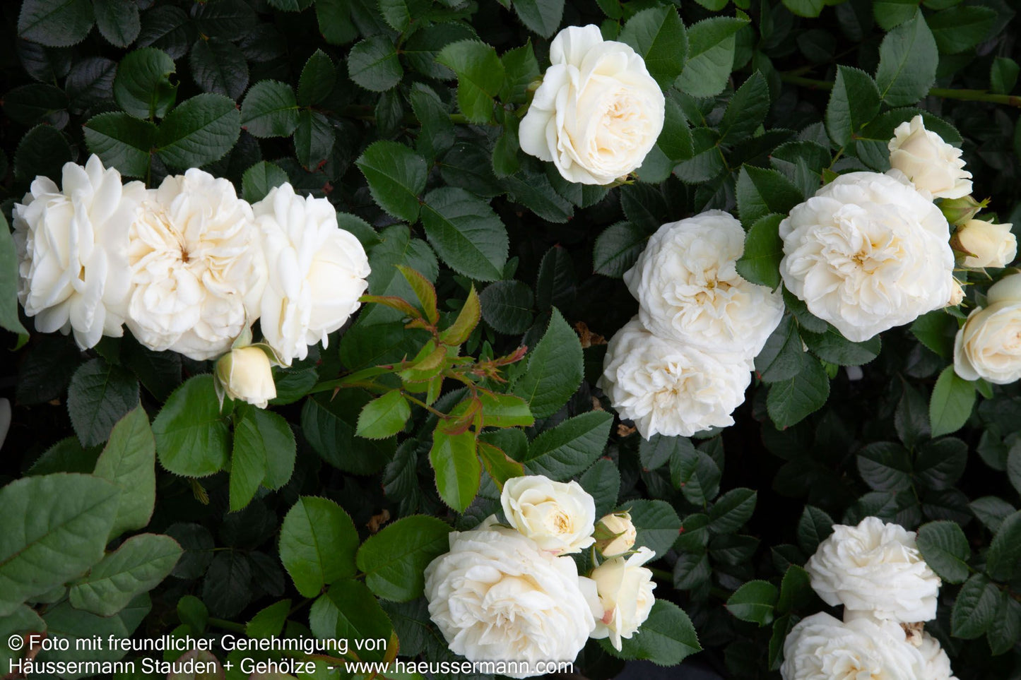 Strauchrose 'Artemis'  -R- 'Artemis' (Rosa  STR VI)
