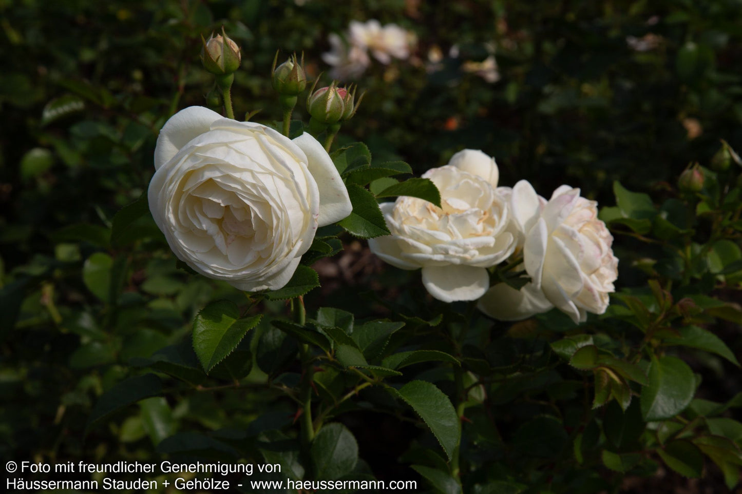 Strauchrose 'Artemis'  -R- 'Artemis' (Rosa  STR VI)