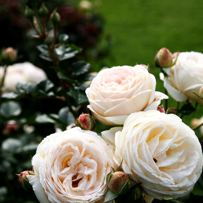 Strauchrose 'Artemis' -R- (Rosa STR VI)