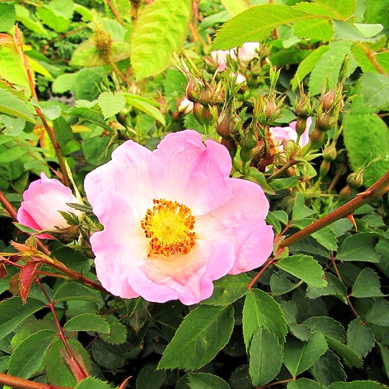 Strauchrose 'Bourgogne' (Rosa STR III)