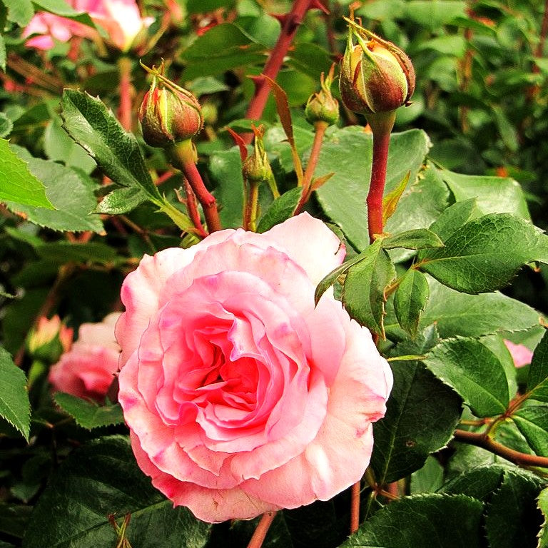 Strauchrose 'Bremer Stadtmusikanten' (Rosa STR V)