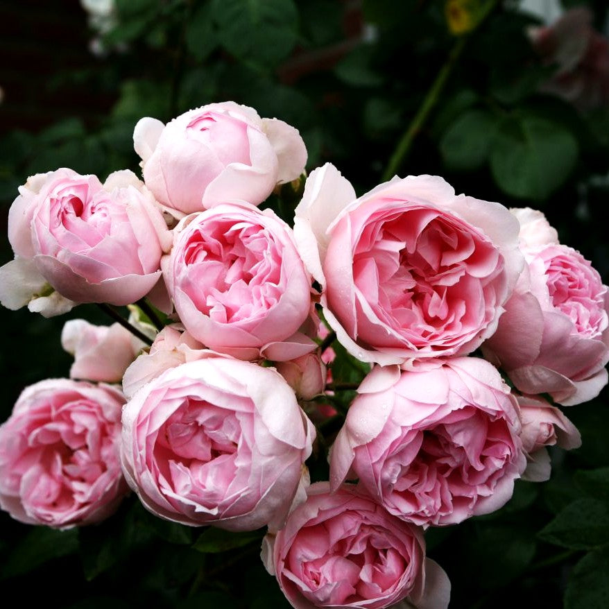 Strauchrose 'Cinderella' -R- (Rosa STR V)