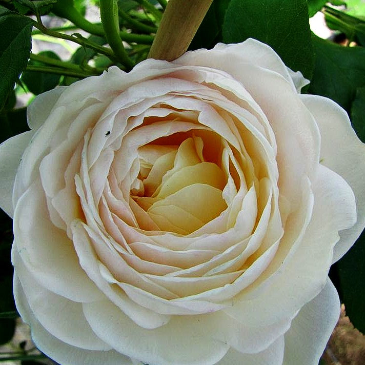Strauchrose 'Claire Austin' (Rosa STR VI)