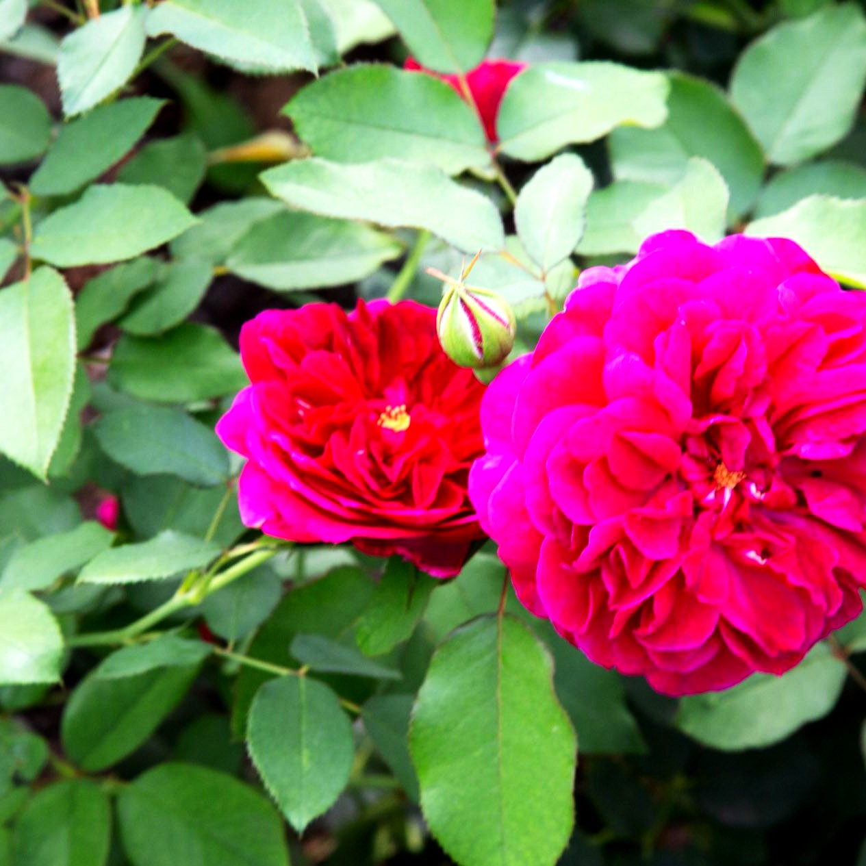 Strauchrose 'Darcey Bussell' (Rosa STR VI)