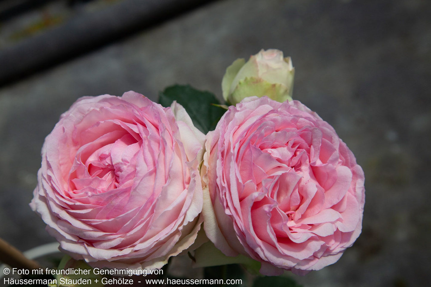 Strauchrose 'Eden Rose '85'  -R- 'Eden Rose '85' (Rosa  STR V)