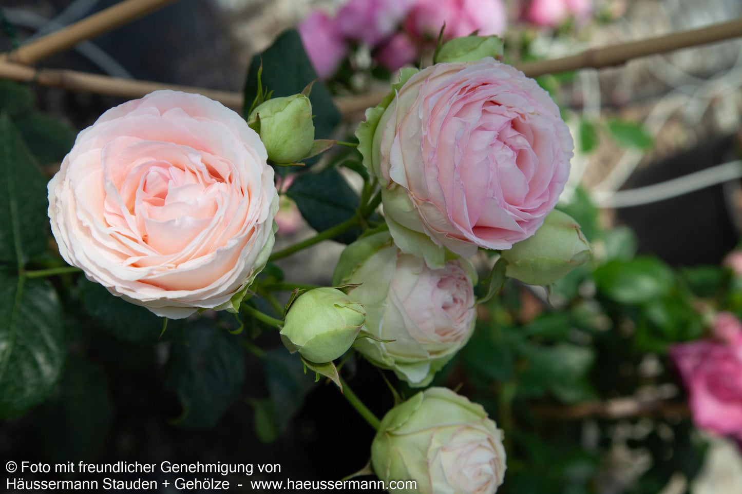 Strauchrose 'Eden Rose '85'  -R- 'Eden Rose '85' (Rosa  STR V)