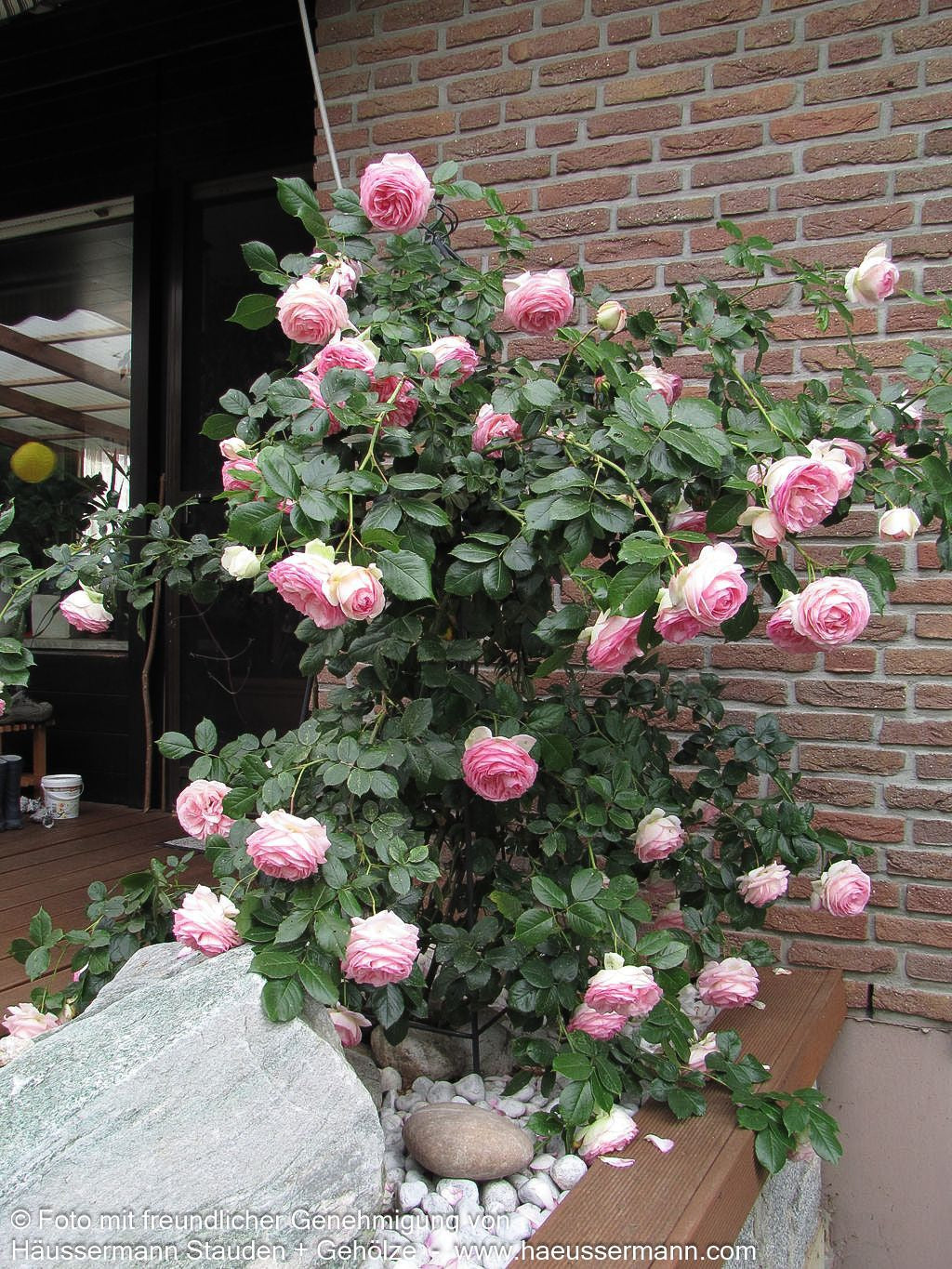 Strauchrose 'Eden Rose '85'  -R- 'Eden Rose '85' (Rosa  STR V)