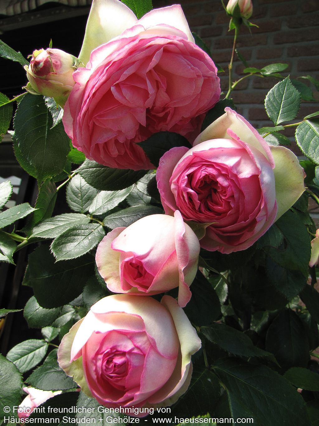 Strauchrose 'Eden Rose '85'  -R- 'Eden Rose '85' (Rosa  STR V)