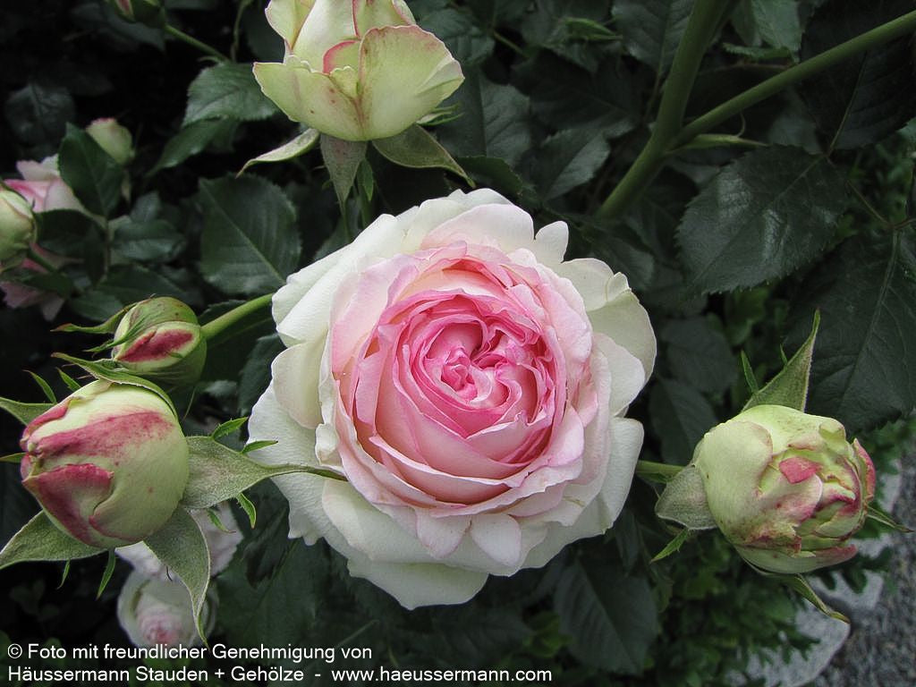 Strauchrose 'Eden Rose '85'  -R- 'Eden Rose '85' (Rosa  STR V)