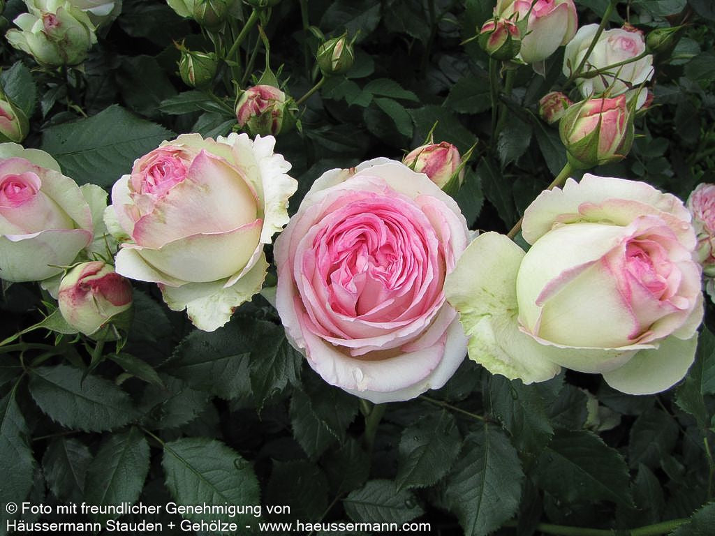 Strauchrose 'Eden Rose '85'  -R- 'Eden Rose '85' (Rosa  STR V)