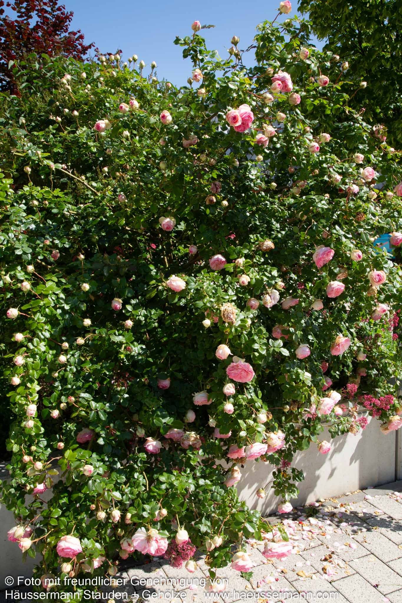 Strauchrose 'Eden Rose '85'  -R- 'Eden Rose '85' (Rosa  STR V)