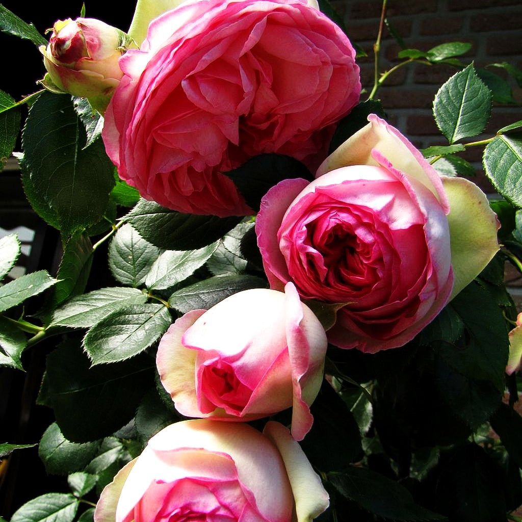 Strauchrose 'Eden Rose '85' -R- (Rosa STR V)