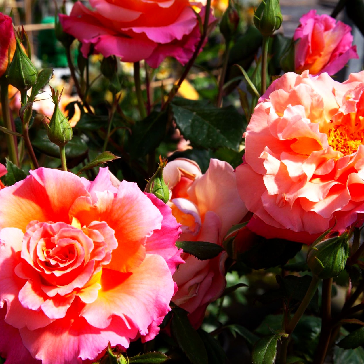 Strauchrose 'Freisinger Morgenröte' (Rosa STR III)