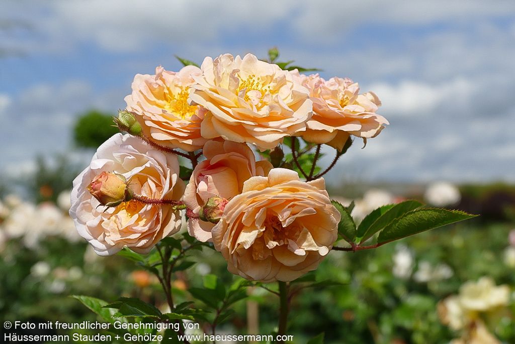 Strauchrose 'Ghislaine de Feligonde' 'Ghislaine de Feligonde' (Rosa  STR IV)