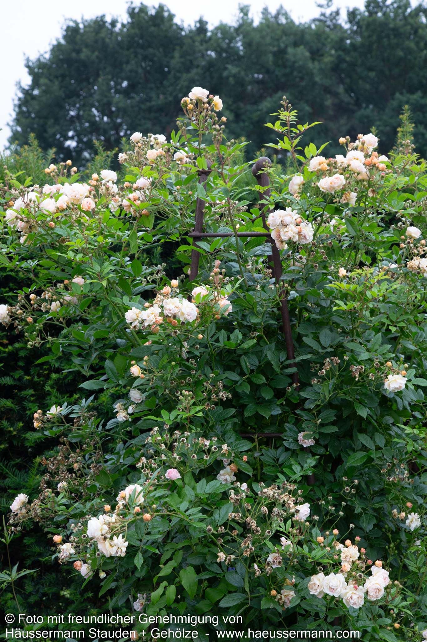 Strauchrose 'Ghislaine de Feligonde' 'Ghislaine de Feligonde' (Rosa  STR IV)