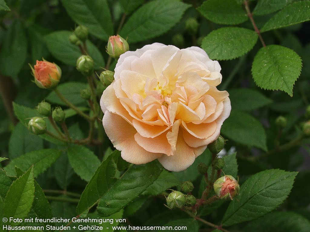 Strauchrose 'Ghislaine de Feligonde' 'Ghislaine de Feligonde' (Rosa  STR IV)