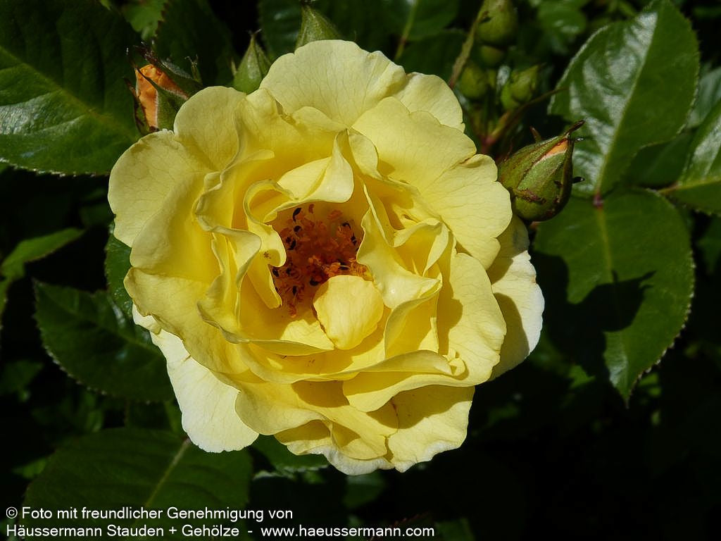 Strauchrose 'Goldspatz' (Rosa  STR IV)