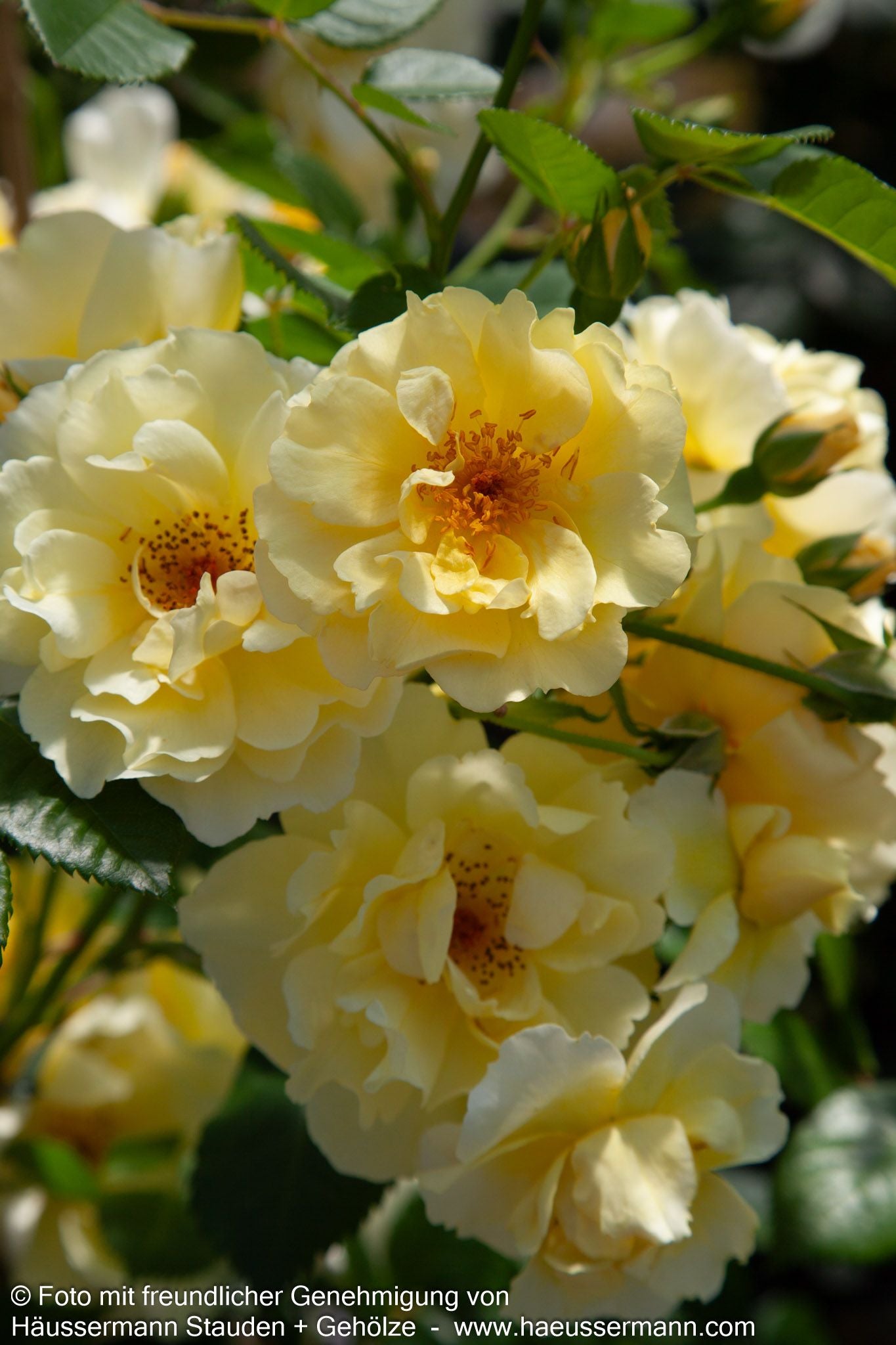 Strauchrose 'Goldspatz' (Rosa  STR IV)