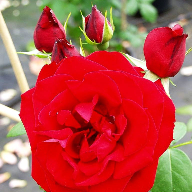 Strauchrose 'Grandhotel' (Rosa STR IV)