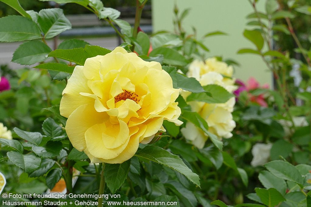 Strauchrose 'Lichtkönigin Lucia'  -R- 'Lichtkönigin Lucia' (Rosa  STR III)